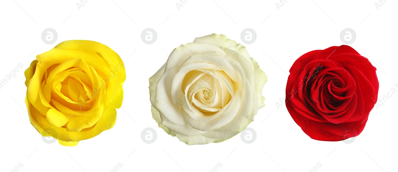 Image of Set of different roses on white background. Banner design