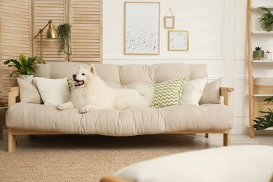 Photo of Adorable Samoyed dog on sofa in living room