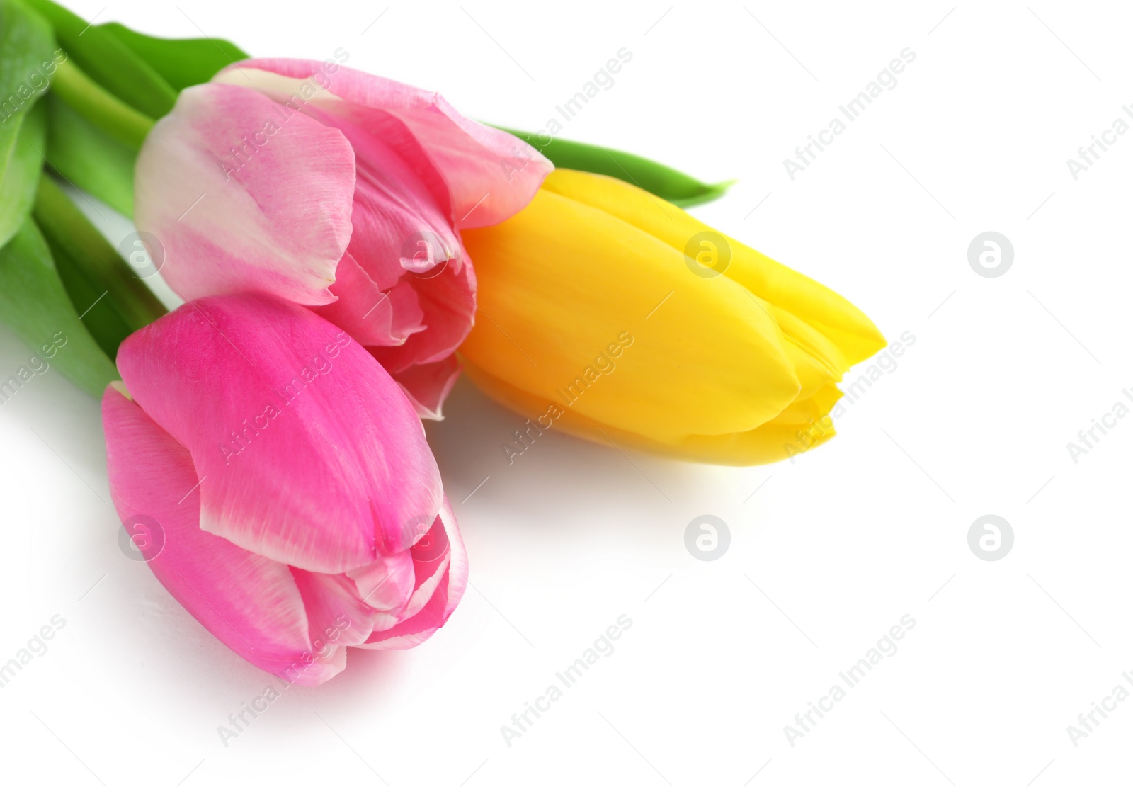 Photo of Beautiful spring tulips on white background. International Women's Day