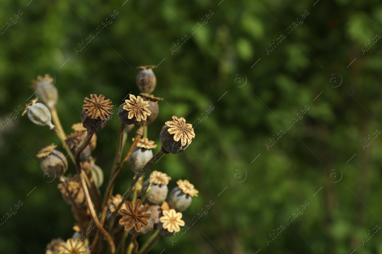 Photo of Dry poppy heads outdoors, closeup. Space for text