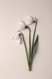 Beautiful snowdrops on beige background, flat lay