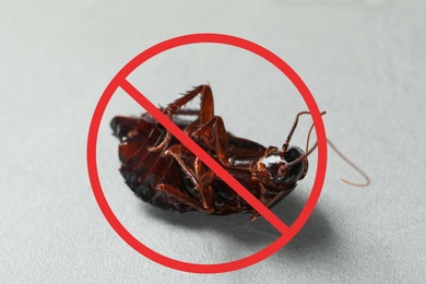 Image of Dead cockroach with red prohibition sign on grey background. Pest control