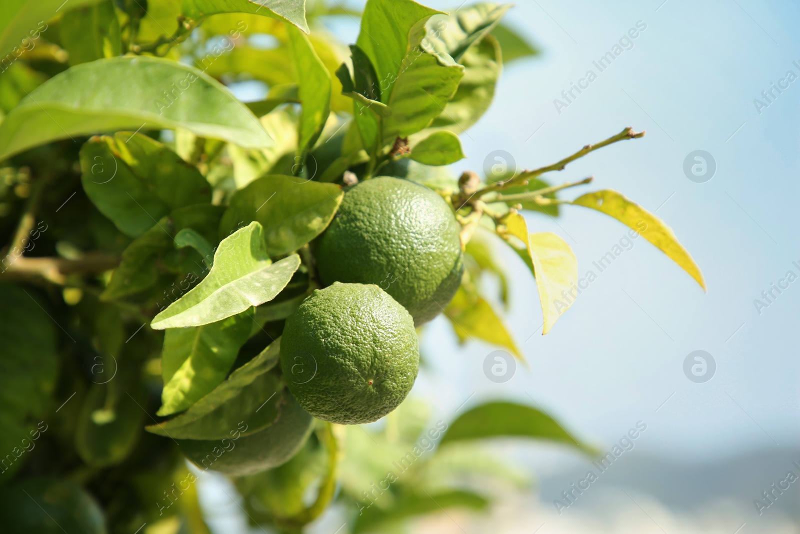 Photo of Unripe green tangerines growing on tree outdoors, space for text. Citrus fruit