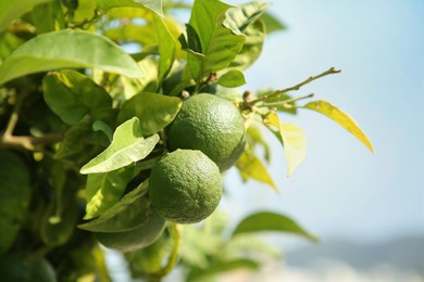 Unripe green tangerines growing on tree outdoors, space for text. Citrus fruit