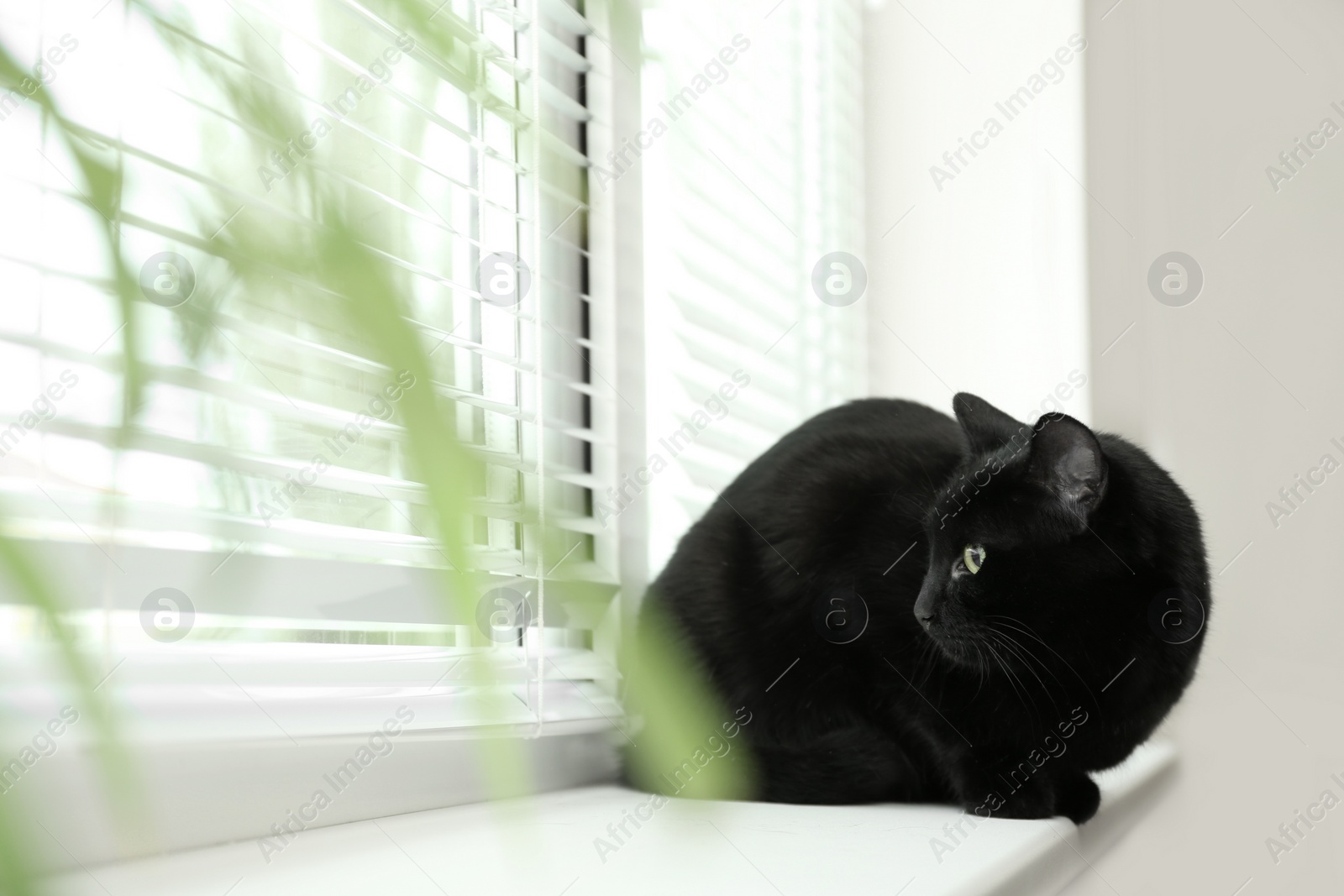 Photo of Adorable black cat near window with blinds indoors, view through green leaves