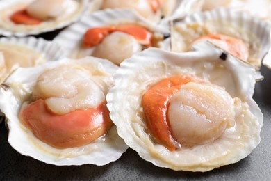 Photo of Fresh raw scallops in shells on grey table, closeup