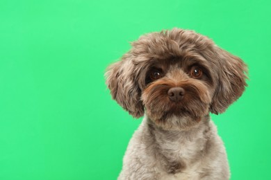 Photo of Cute Maltipoo dog on green background, space for text. Lovely pet