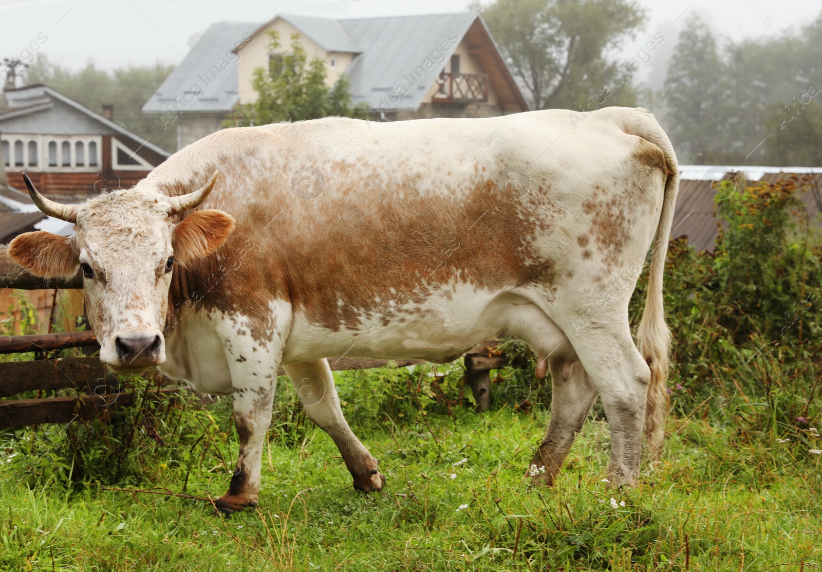 Photo of Cow grazing on green meadow in summer