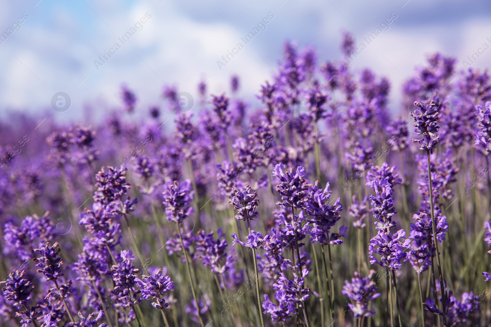 Photo of Beautiful lavender flowers growing in field, closeup