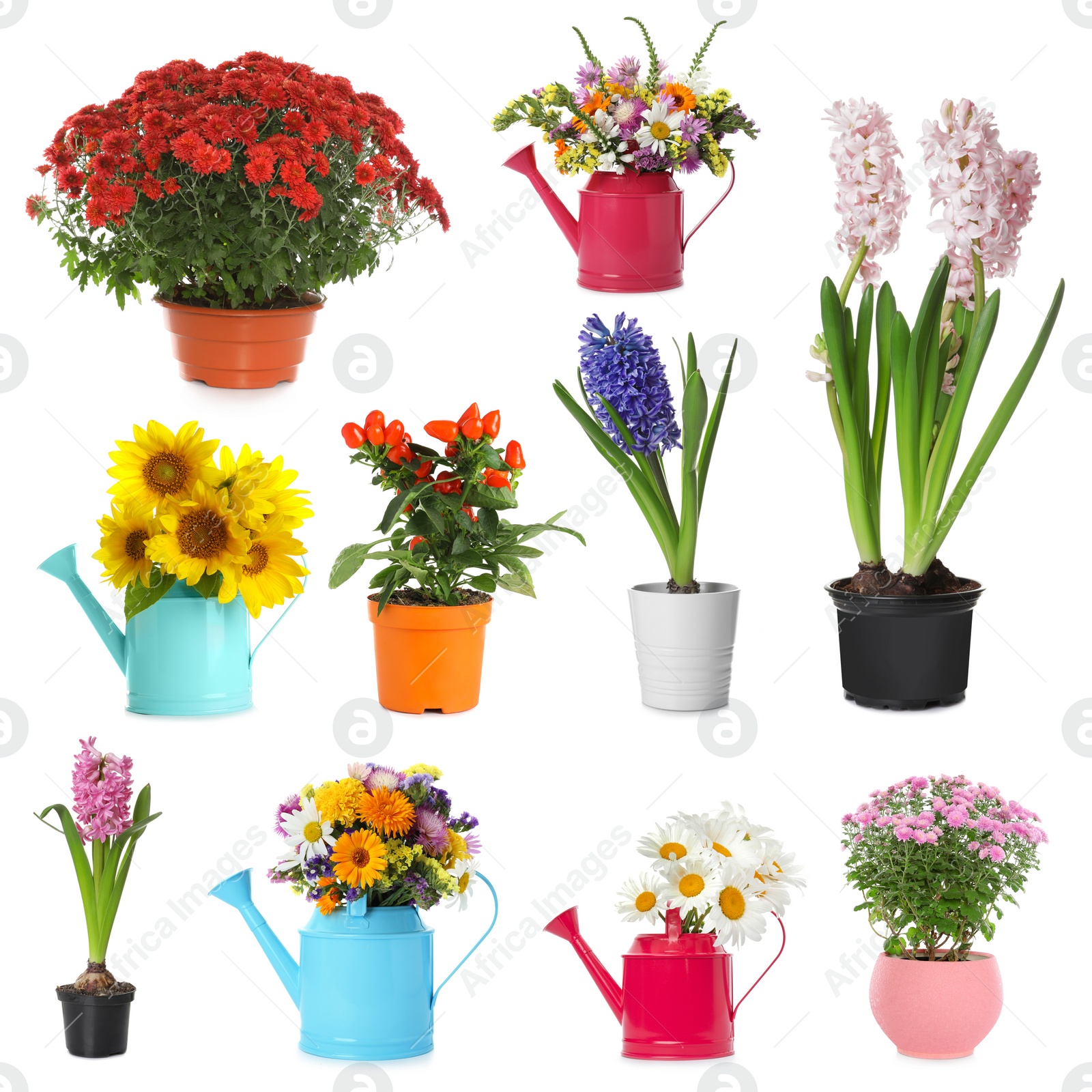 Image of Set of different blooming plants in flower pots on white background