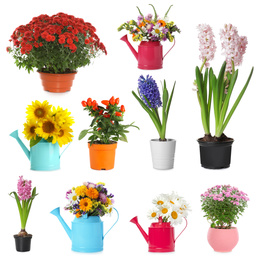 Image of Set of different blooming plants in flower pots on white background