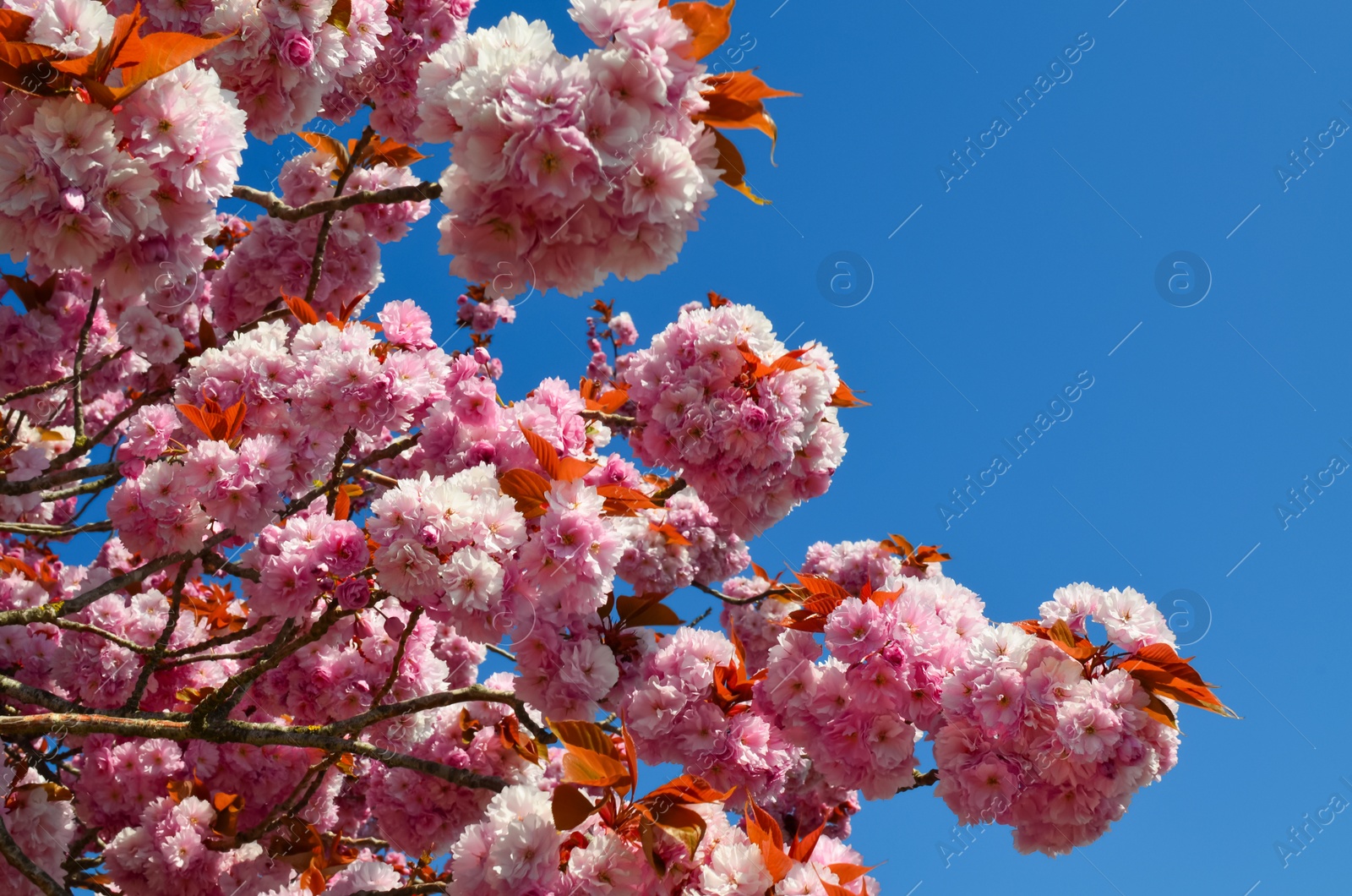 Photo of Closeup view of beautiful blossoming sakura outdoors on sunny spring day