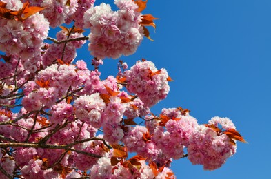 Closeup view of beautiful blossoming sakura outdoors on sunny spring day