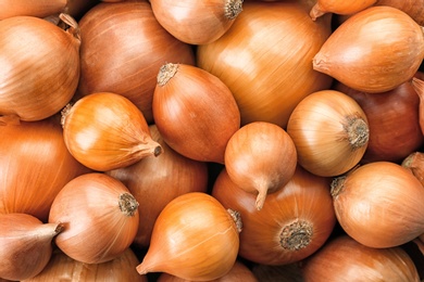 Photo of Fresh ripe onions as background