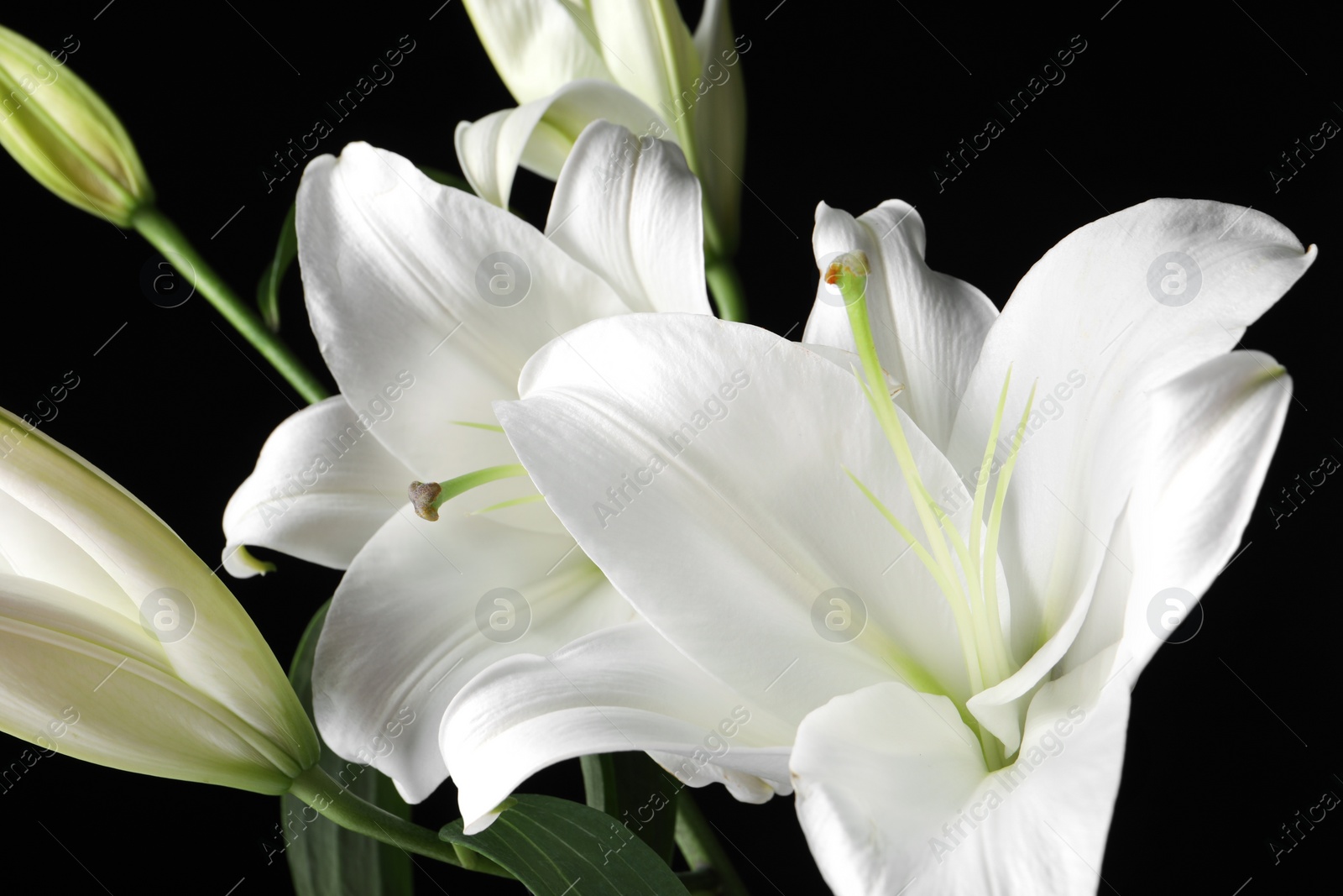 Photo of Beautiful white lily flowers on black background, closeup