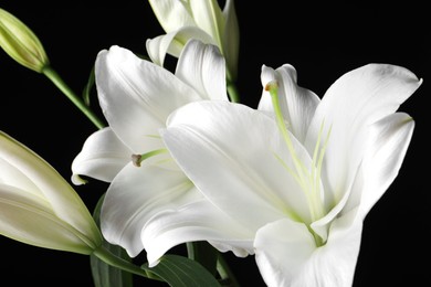 Beautiful white lily flowers on black background, closeup