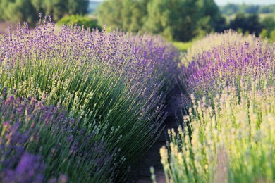 Photo of Beautiful view of blooming lavender growing in field