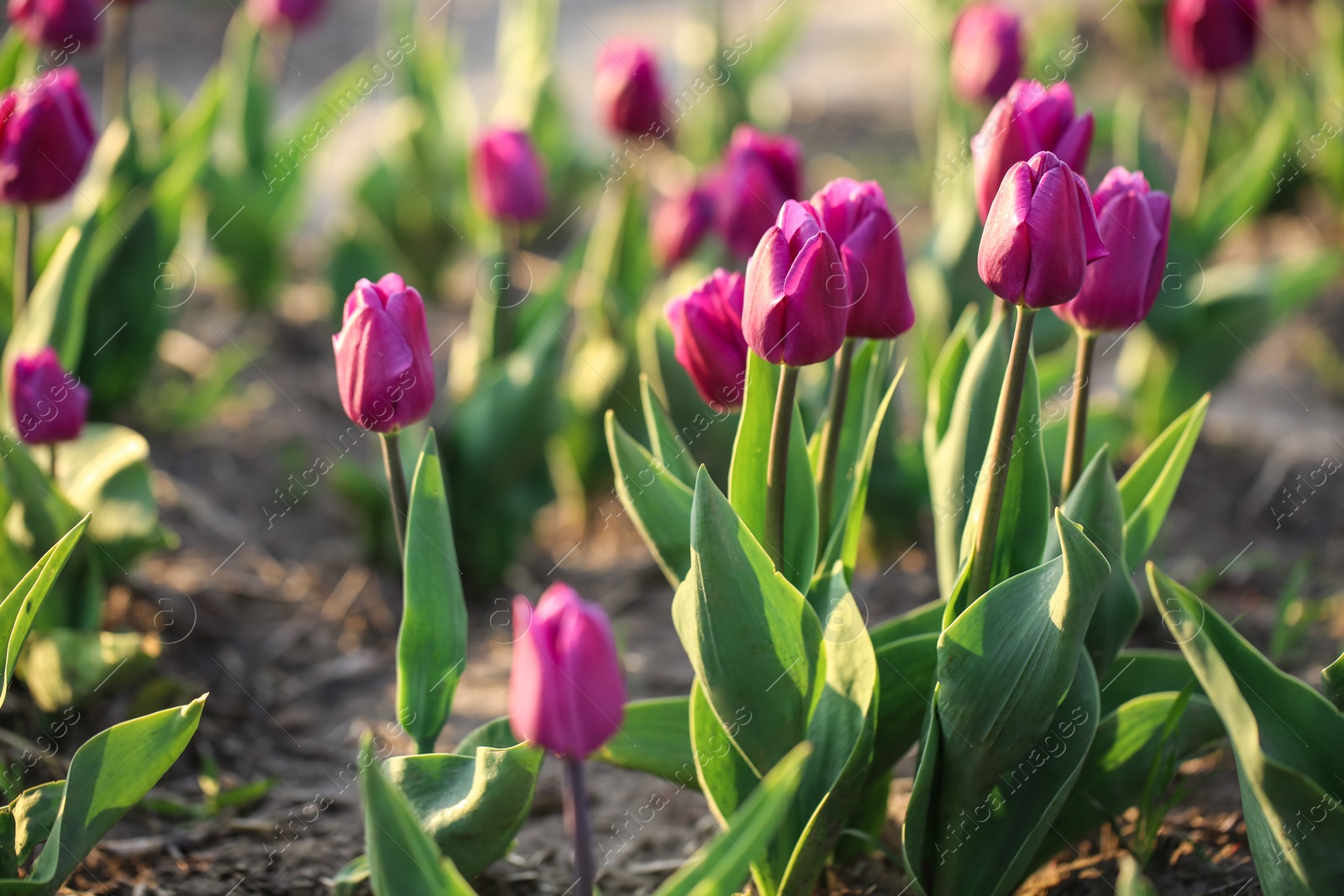 Photo of Field with fresh beautiful tulips, closeup. Blooming spring flowers