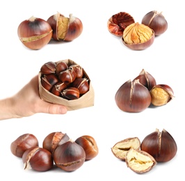 Collage with sweet roasted edible chestnuts isolated on white