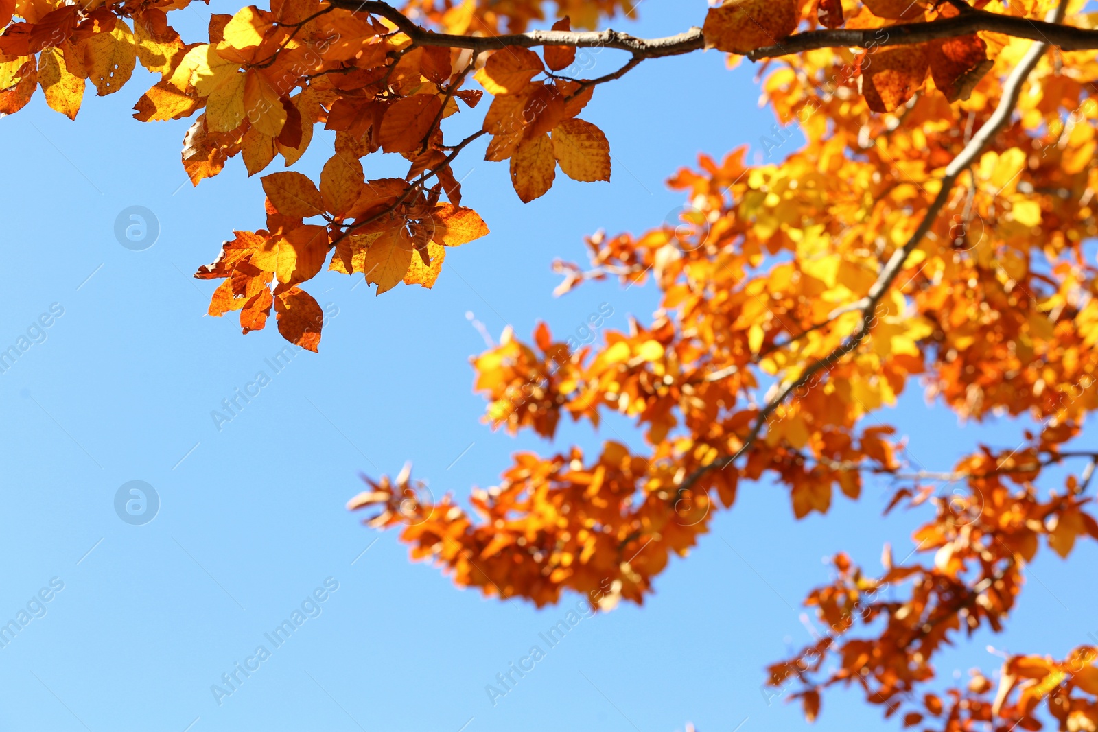 Photo of Tree with beautiful bright leaves under blue sky on sunny autumn day, closeup