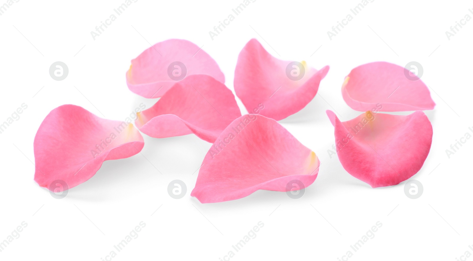 Photo of Beautiful pink rose flower petals on white background