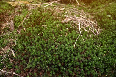Photo of Bright green moss, closeup view. Forest vegetation