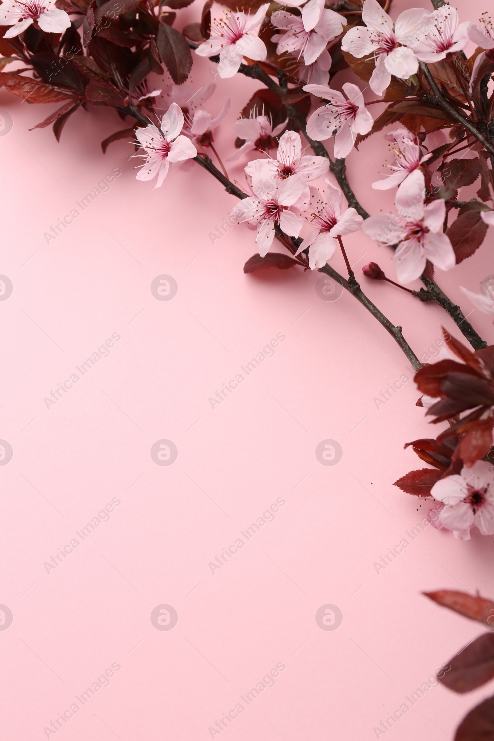 Photo of Spring tree branches with beautiful blossoms on pink background, top view. Space for text