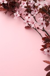 Spring tree branches with beautiful blossoms on pink background, top view. Space for text