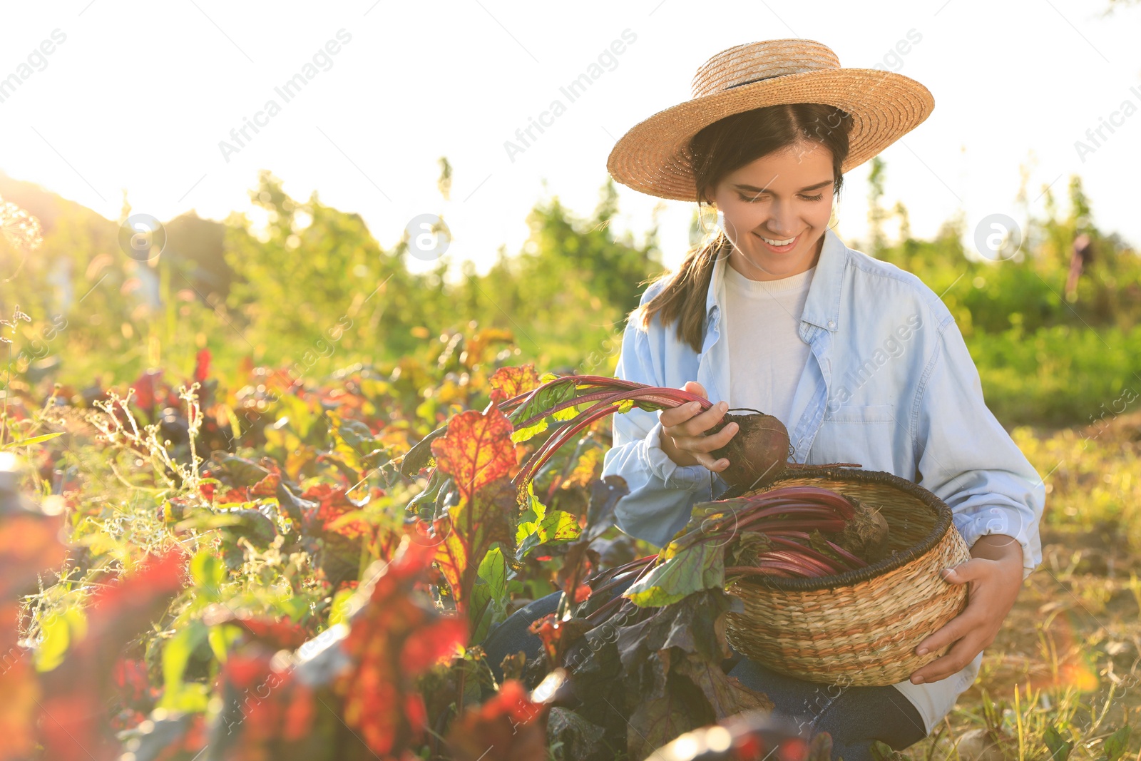 Photo of Woman harvesting fresh ripe beets on farm, space for text