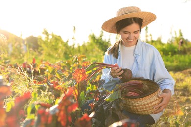 Photo of Woman harvesting fresh ripe beets on farm, space for text