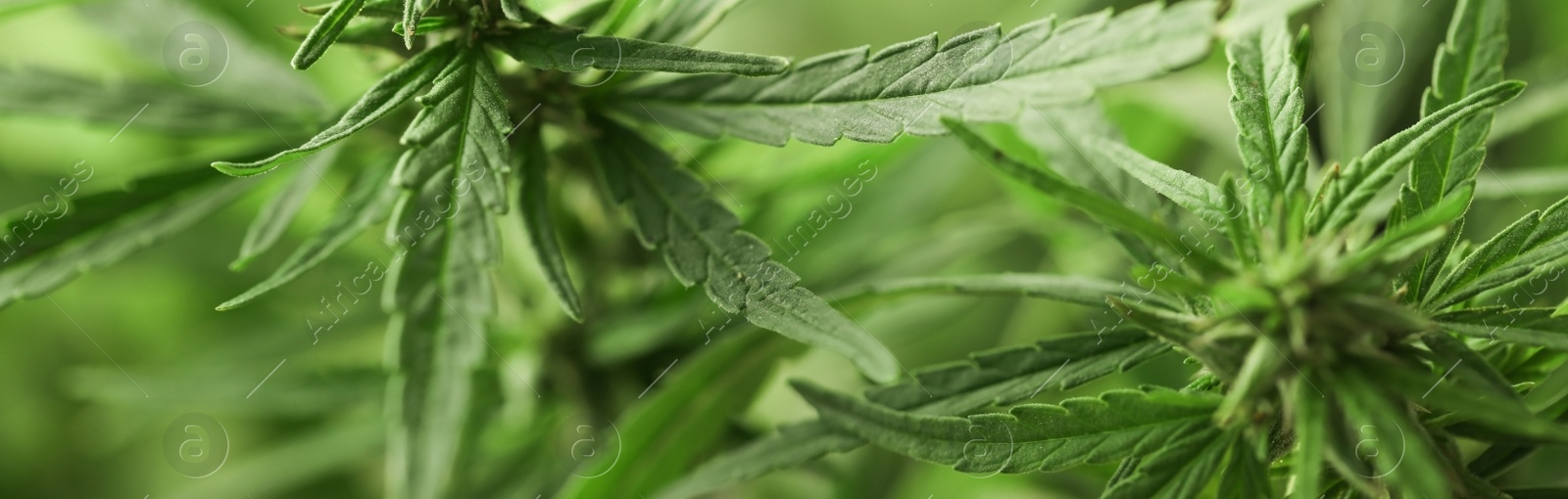 Image of Green hemp on blurred background, closeup. Banner design