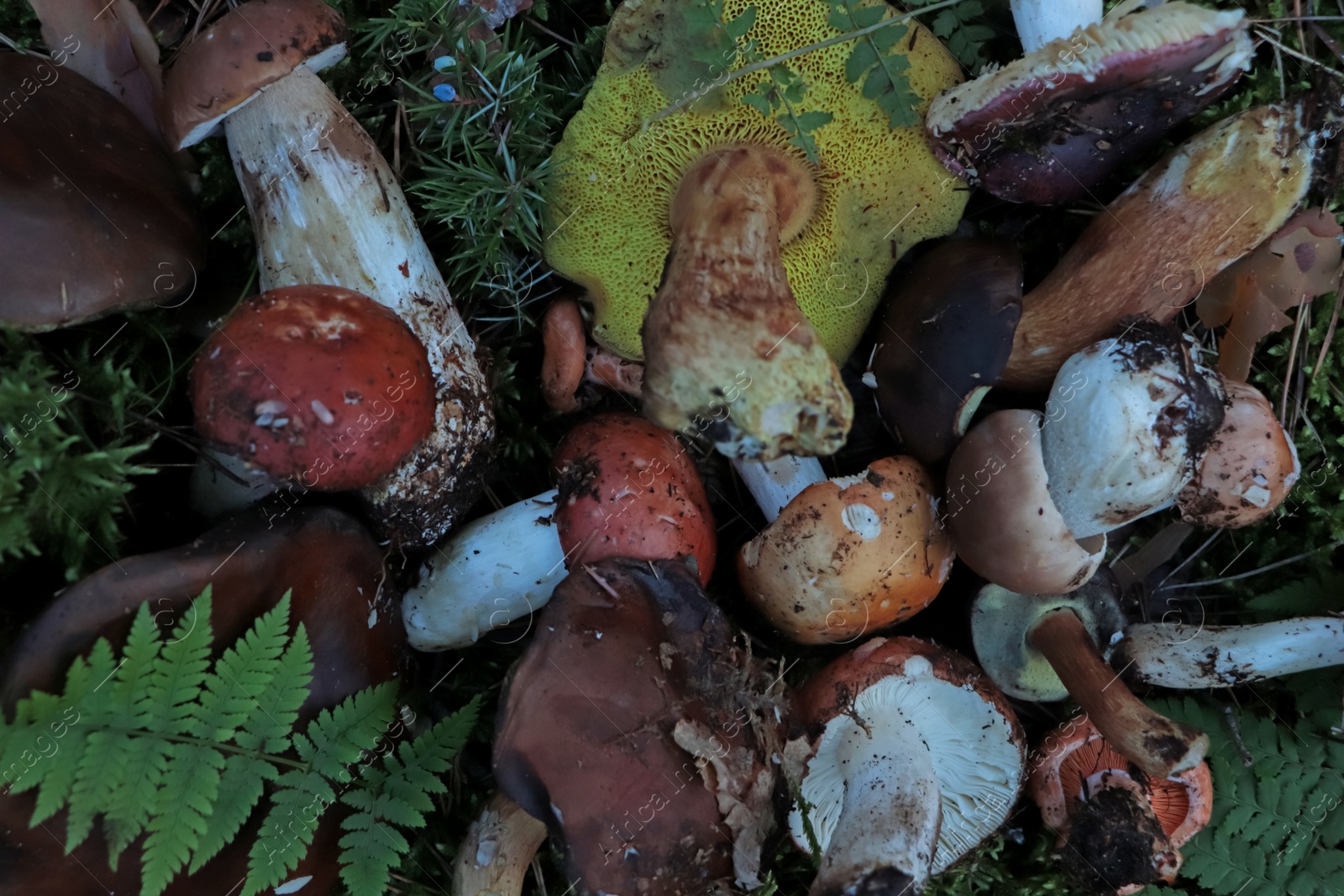 Photo of Many different fresh forest mushrooms on grass, top view