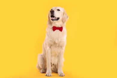 Photo of Cute Labrador Retriever with stylish bow tie on yellow background