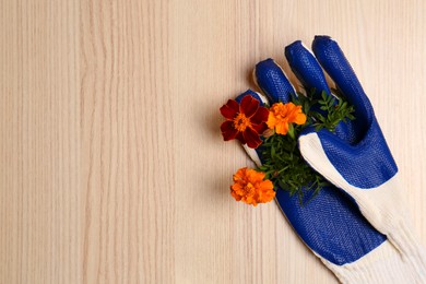 Gardening gloves with beautiful marigold flowers on wooden table, top view. Space for text