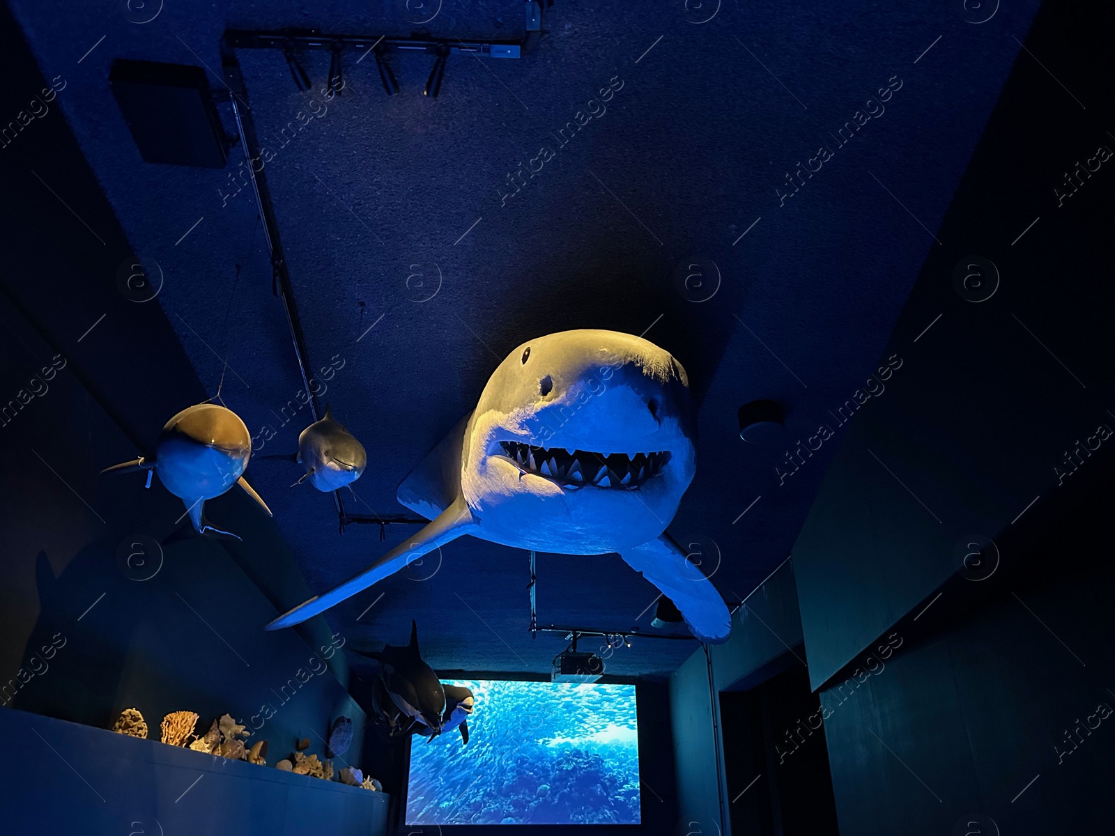 Photo of Leiden, Netherlands - November 19, 2022: Museum exhibition with stuffed sharks. Environmental education