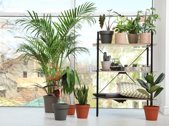 Photo of Different green potted plants near window at home