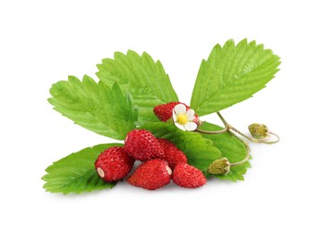 Wild strawberries, green leaves and flower isolated on white