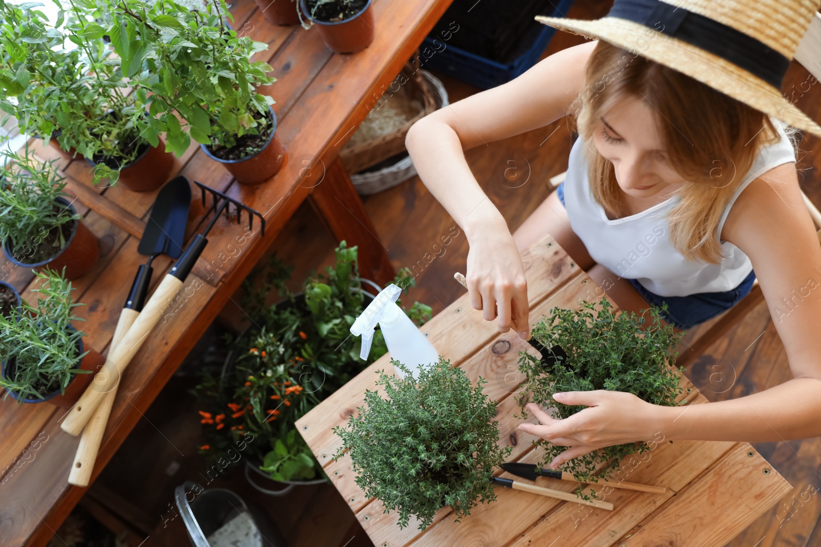 Photo of Young woman taking care of home plants at wooden table in shop, above view