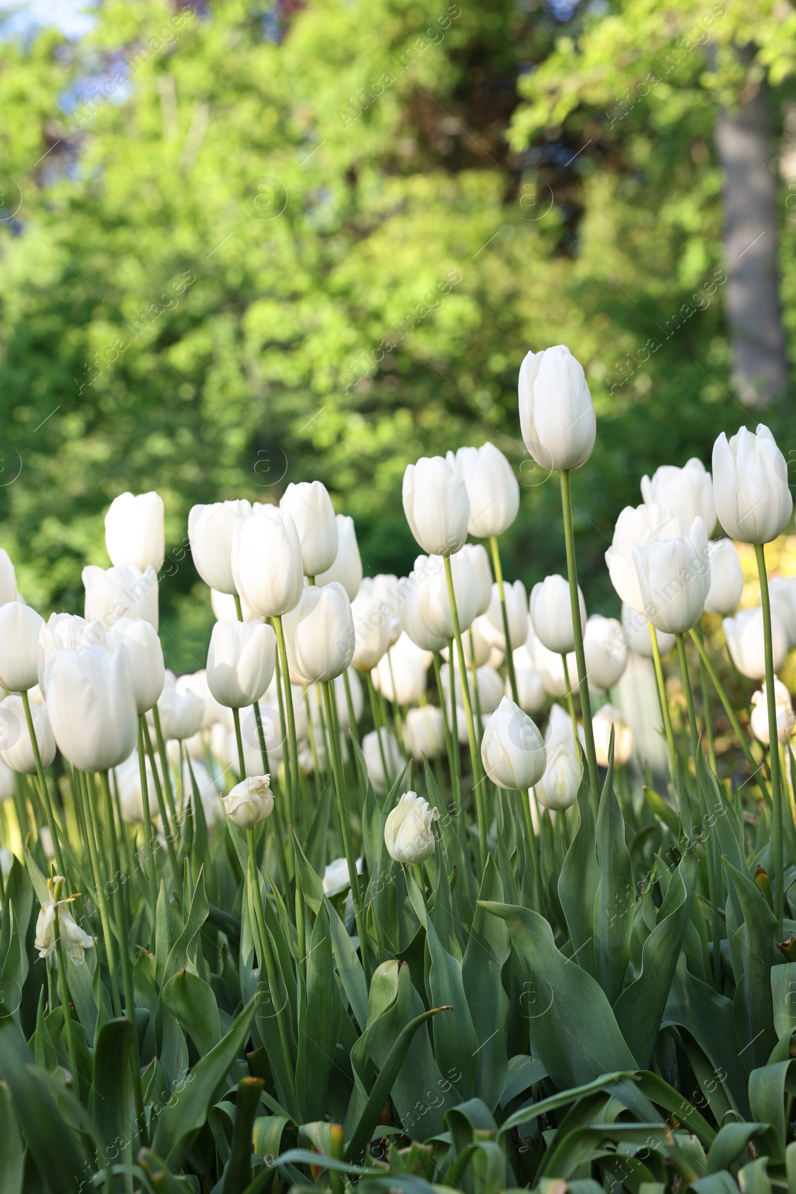 Photo of Many beautiful white tulip flowers growing outdoors. Spring season