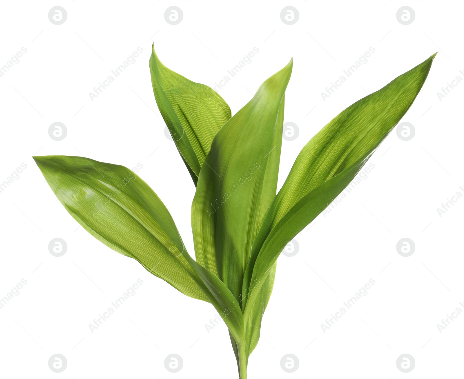 Photo of Beautiful lily of the valley leaves on white background