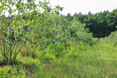 Photo of Blueberry bushes growing on farm outdoors. Seasonal berries