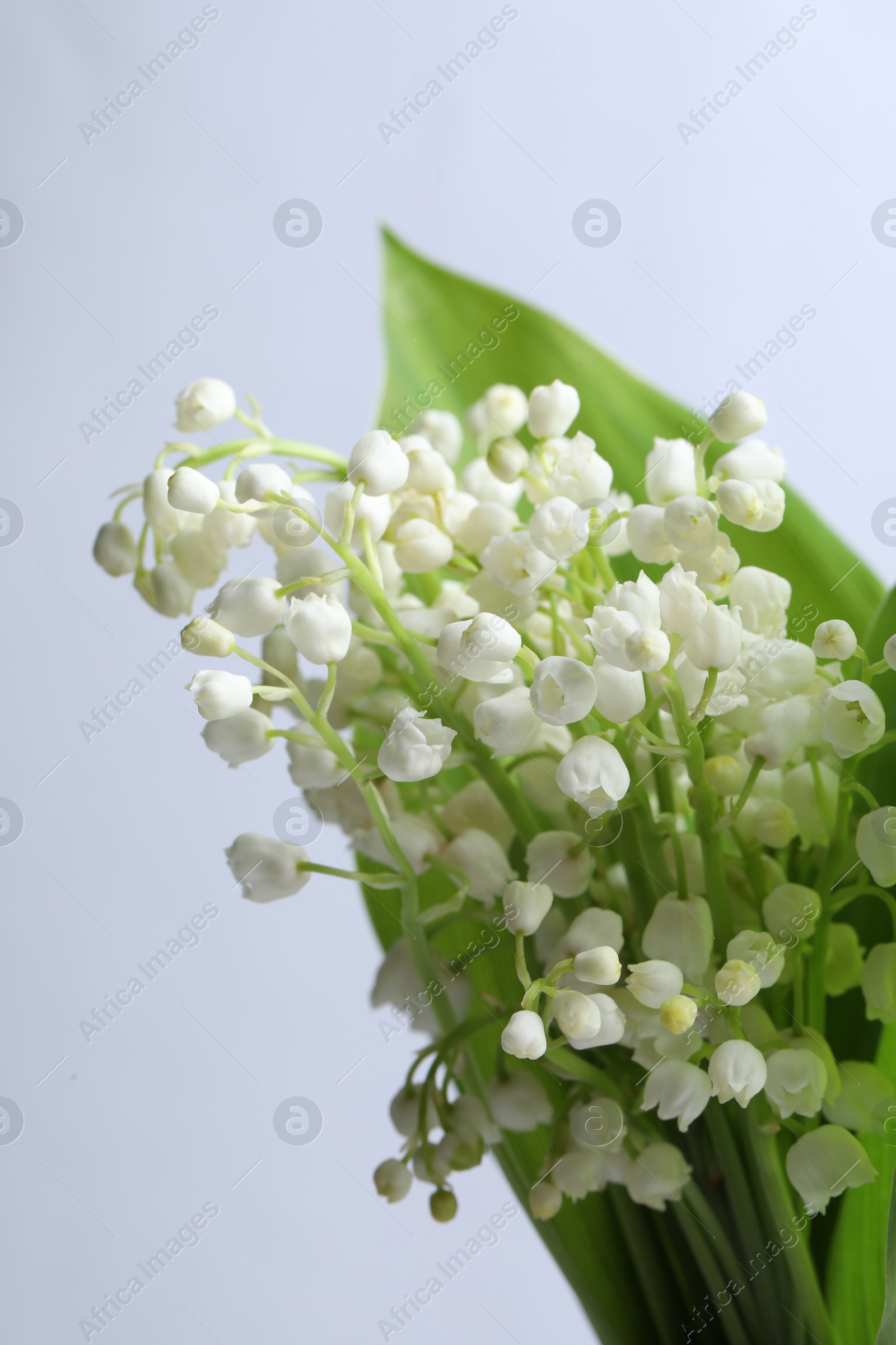 Photo of Beautiful lily of the valley flowers with leaves on light grey background, closeup