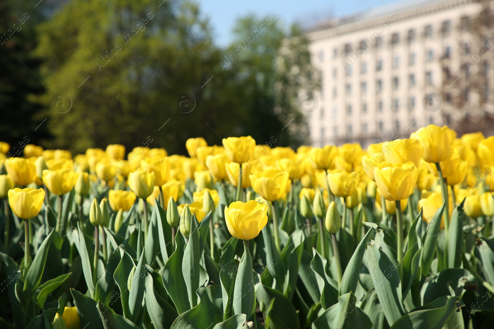 Photo of Many beautiful yellow tulips growing outdoors on sunny day. Spring season