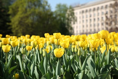 Many beautiful yellow tulips growing outdoors on sunny day. Spring season