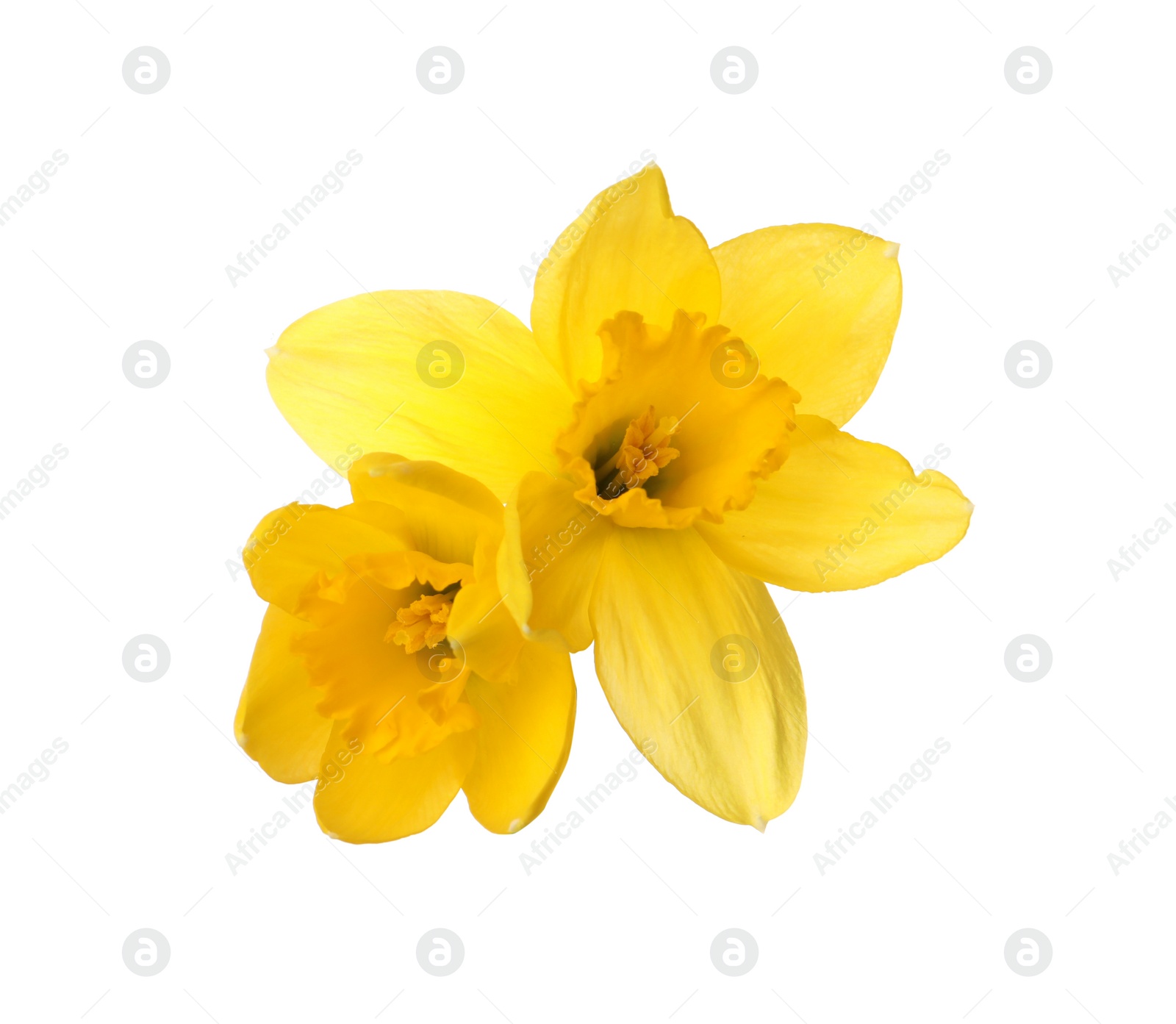 Photo of Beautiful blooming yellow daffodils on white background