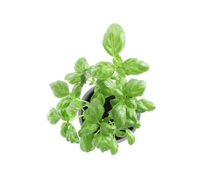 Photo of Aromatic green potted basil isolated on white, top view