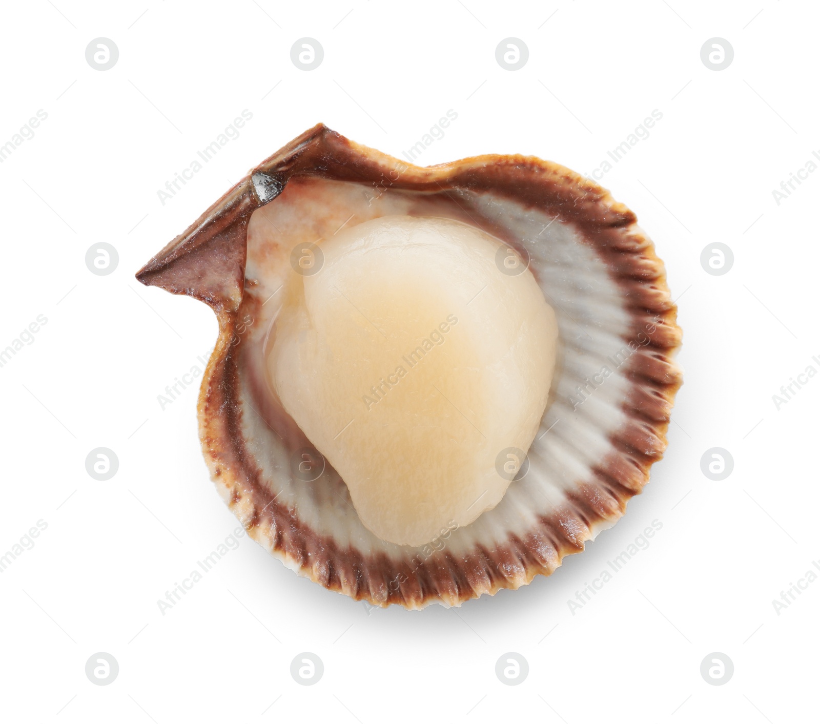 Photo of Fresh raw scallop in shell isolated on white, top view