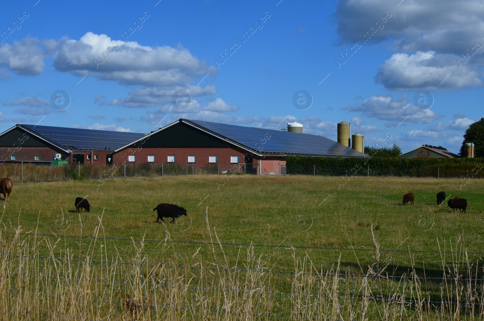 Photo of Cute sheep in farmyard on sunny day