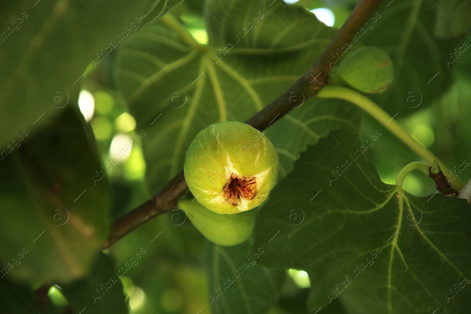 Photo of Unripe figs growing on tree in garden, closeup