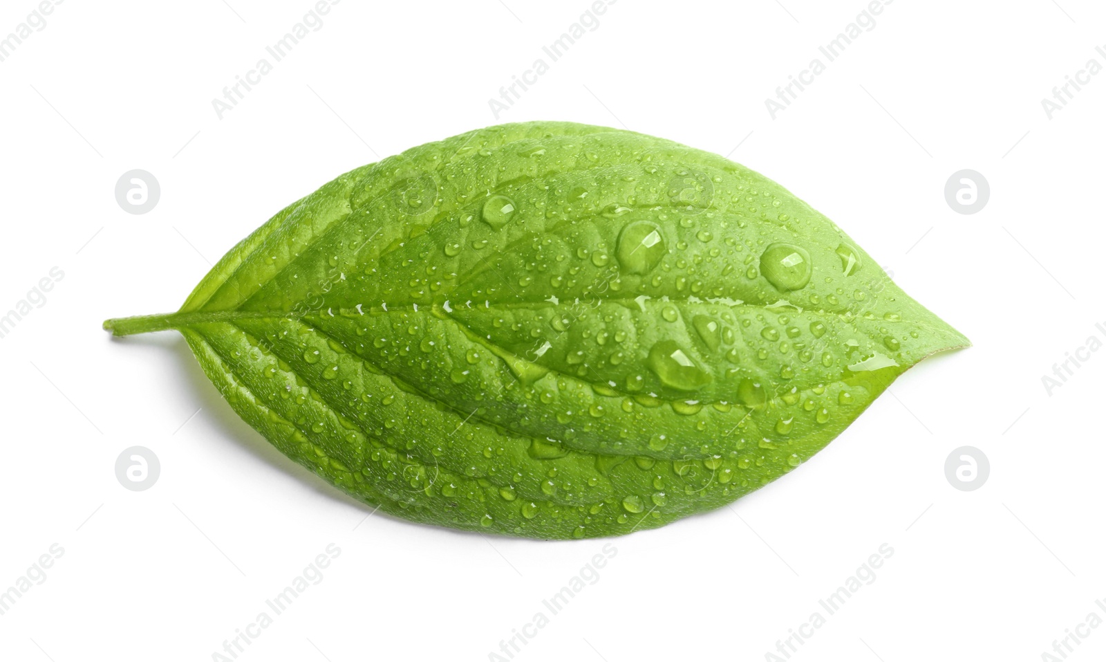 Photo of Green leaf with dew on white background